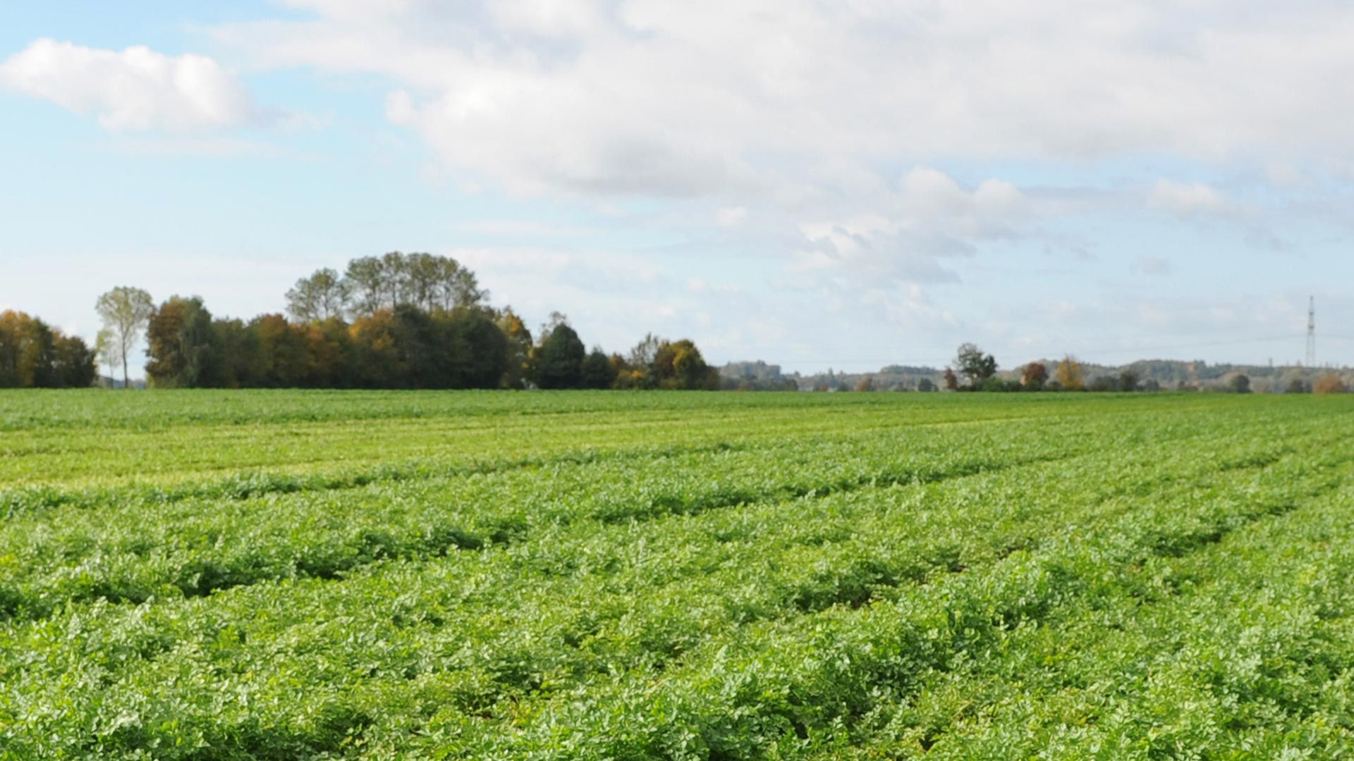 Ein Feld mit vielen grünen Pflanzen.