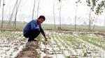 Knoblauchbauer bei der Kontrolle seiner Pflanzen – Teil eines von Pur und Unilever unterstützten Projekts zur Umsetzung von Methoden der regenerativen Landwirtschaft in China.