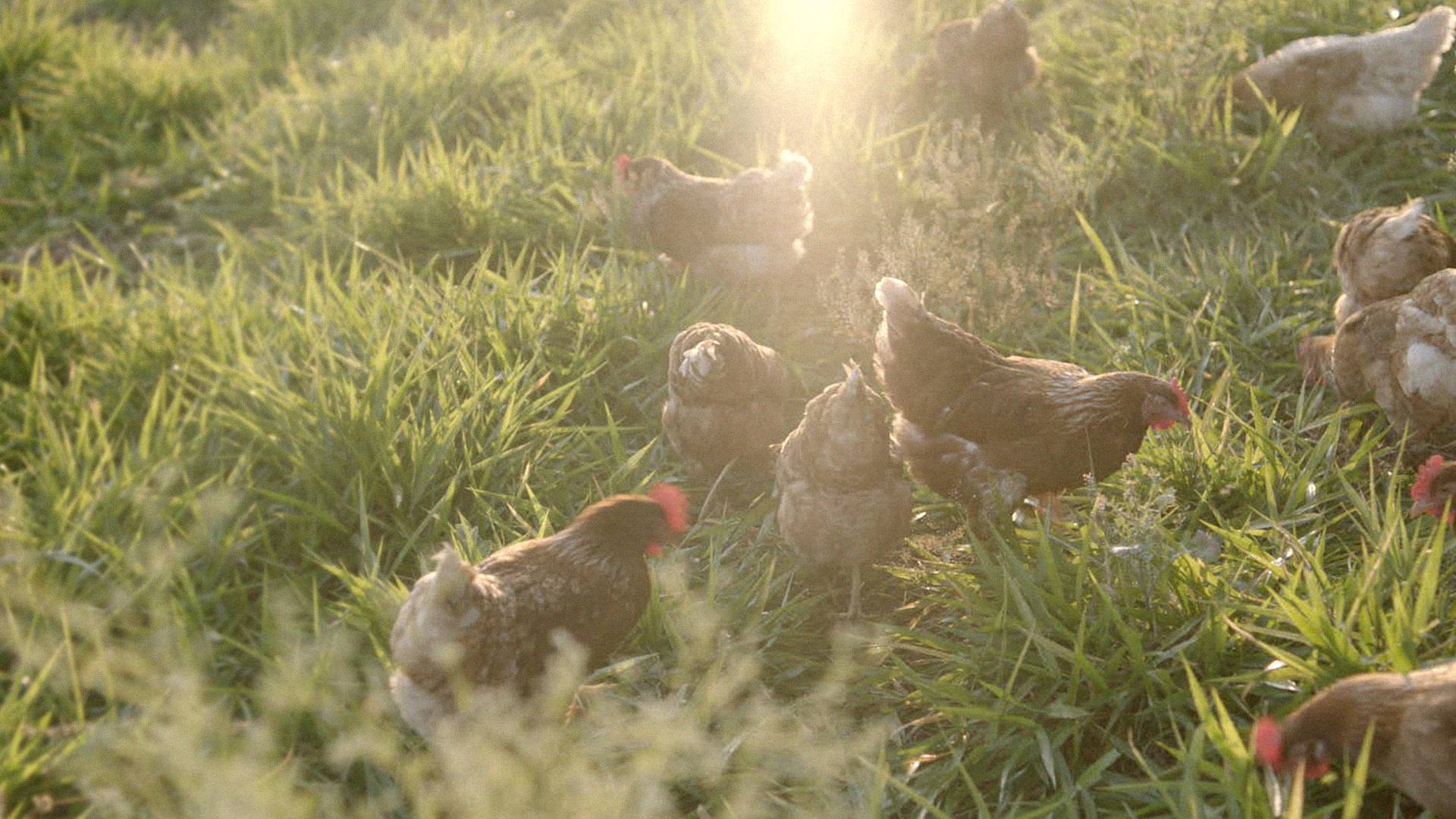 Freilaufende Hühner auf einem Feld.