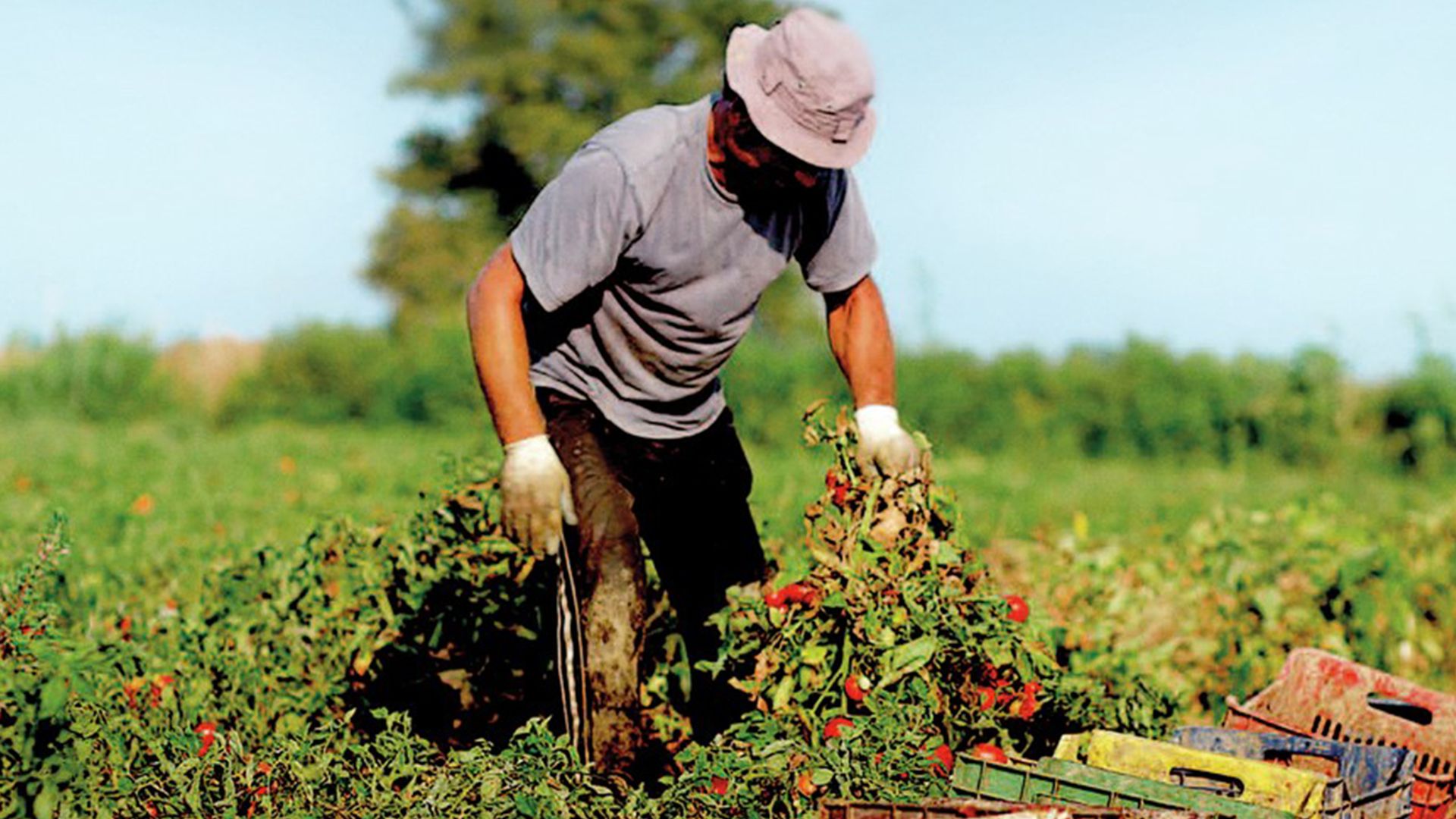 Ein Bauer auf einem Feld bei der Tomatenernte.