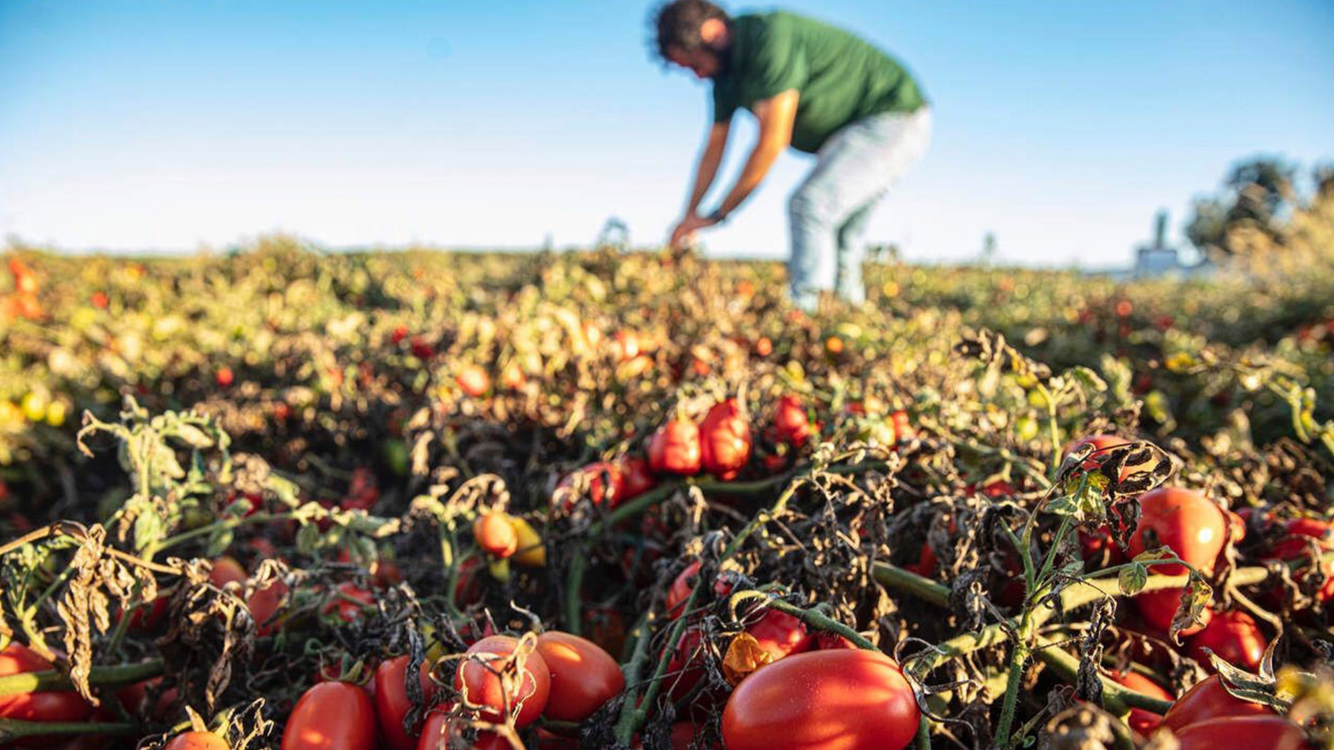 Bauer in grünem T-Shirt und Jeans bei der Pflege seines Tomatenfeldes.