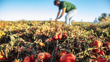 Bauer in grünem T-Shirt und Jeans bei der Pflege seines Tomatenfeldes.