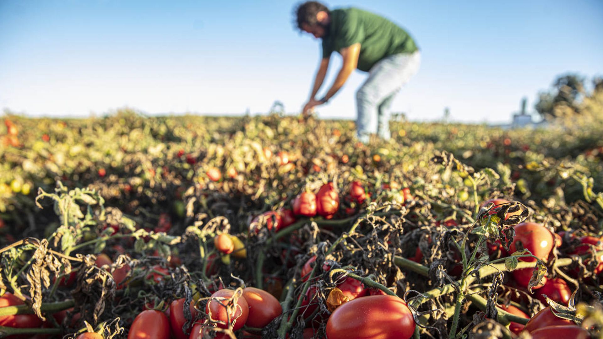 Bauer in grünem T-Shirt und Jeans bei der Pflege seines Tomatenfeldes.