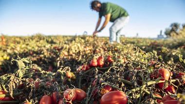 Bauer in grünem T-Shirt und Jeans bei der Pflege seines Tomatenfeldes.