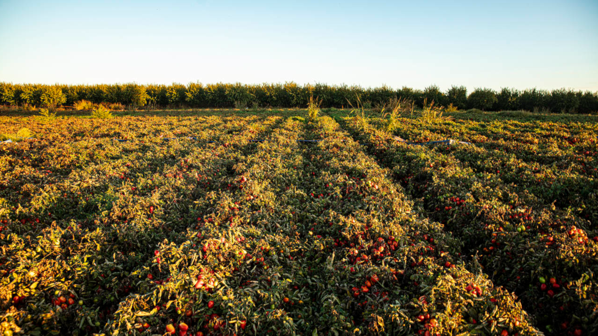 Ein Feld mit Tomaten in Reihenkulturen