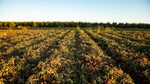 Ein Feld mit Tomaten in Reihenkulturen